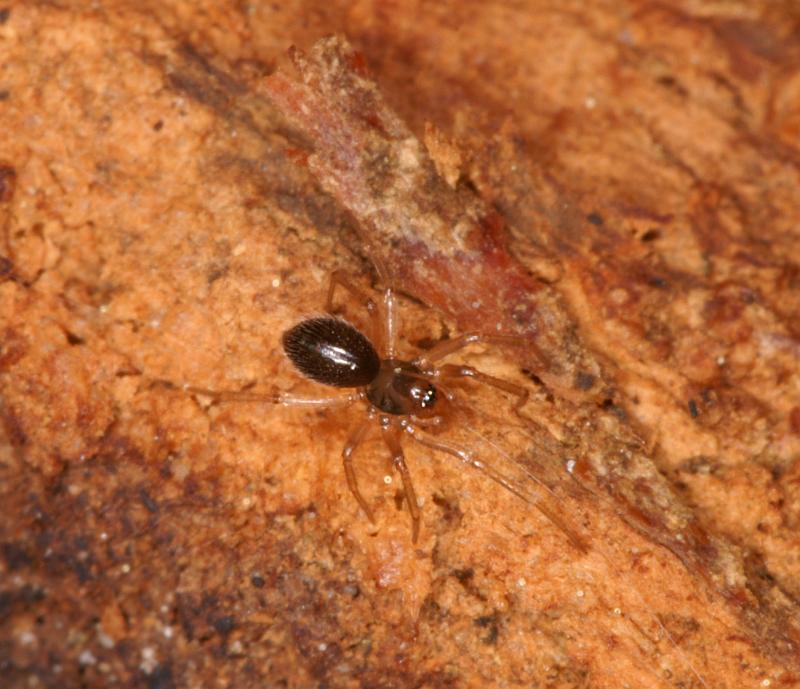 Leptothrix_hardyi_D5627_Z_89_Prattenburg_Nederland.jpg