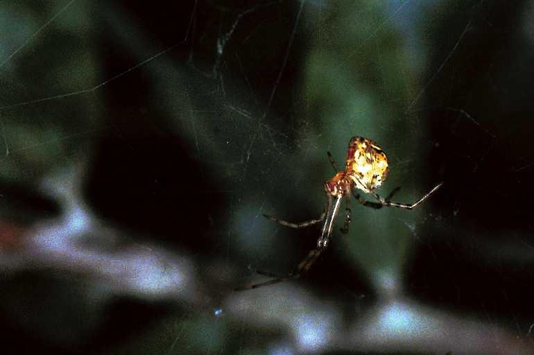 Linyphia_ZZXYX_F0592_Z_76_Carnavon_Australie.jpg