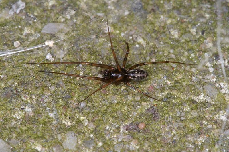 Linyphia_hortensis_D3907_Z_90_Badhoevedorp_Nederland.jpg
