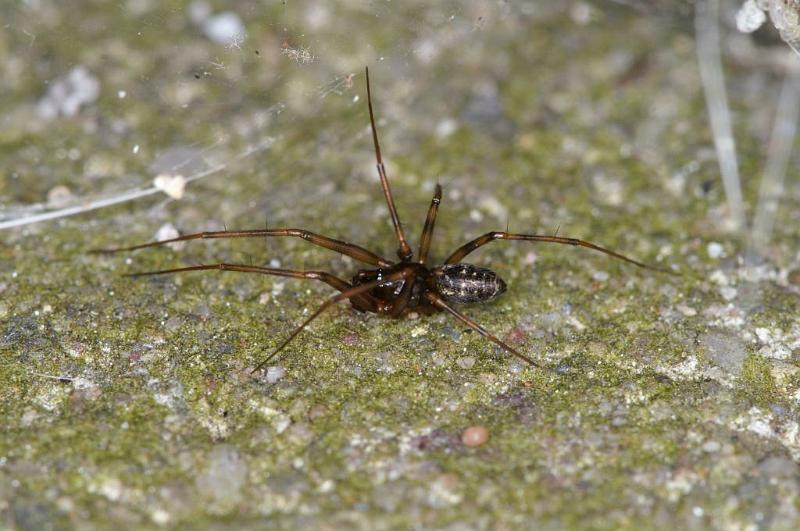 Linyphia_hortensis_D3908_Z_88_Badhoevedorp_Nederland.jpg