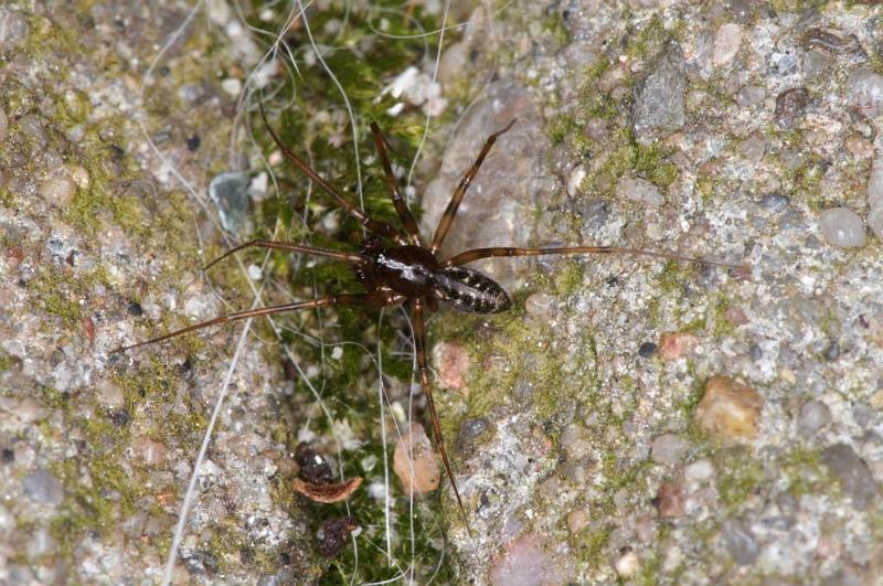 Linyphia_hortensis_D3909_Z_90_Badhoevedorp_Nederland.jpg