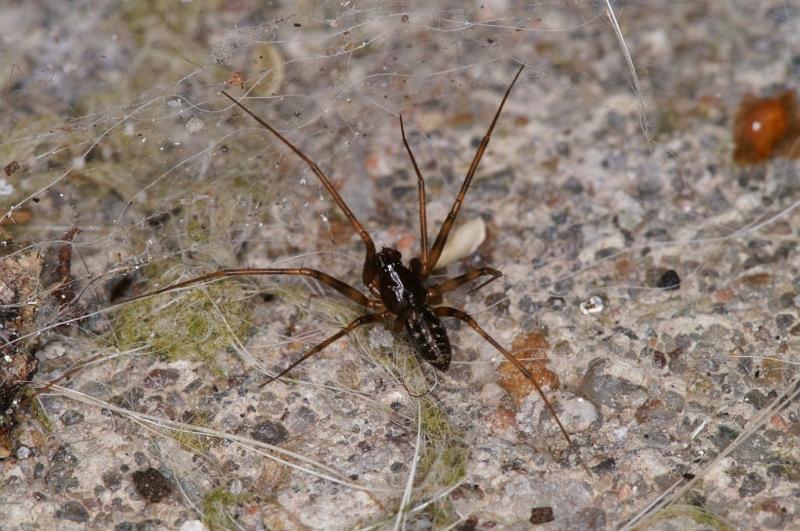 Linyphia_hortensis_D3910_Z_90_Badhoevedorp_Nederland.jpg