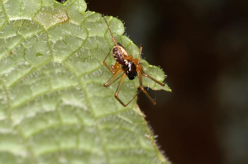 Linyphia_hortensis_D5750_Z_87_Prattenburg_Nederland.jpg