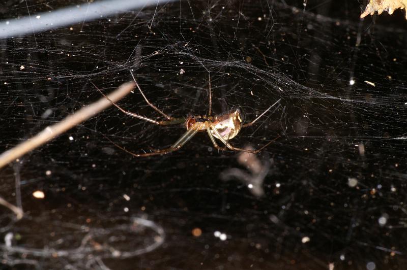 Linyphia_triangularis_D4607_Z_88_Waterleidingduinen_Nederland.jpg