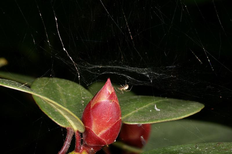 Linyphia_triangularis_D4628_Z_85_-_Oostenrijk.jpg