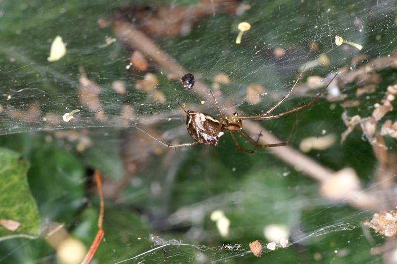 Linyphia_triangularis_D4633_Z_85_-_Oostenrijk.jpg