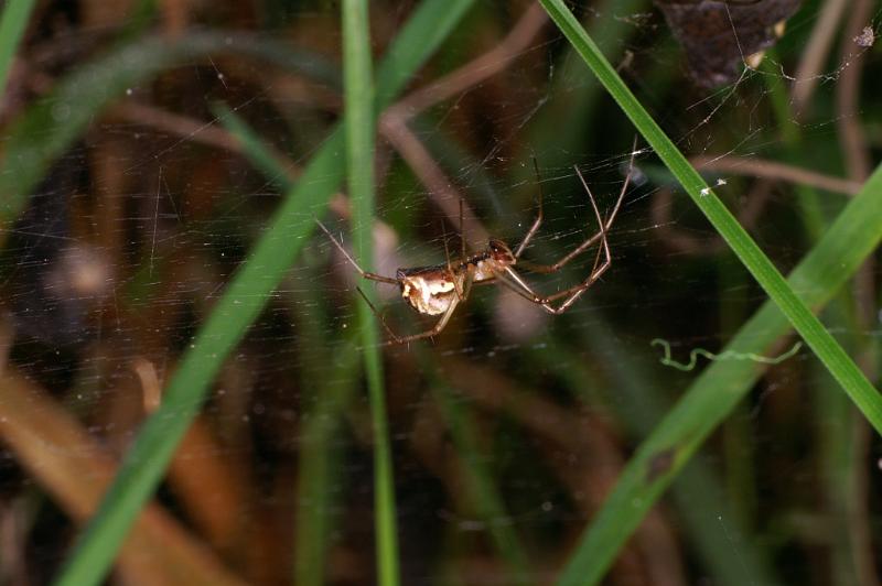 Linyphia_triangularis_D5242_Z_88_Maarsenbroek_Nederland.jpg