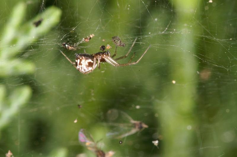 Linyphia_triangularis_D5947_Z_82_Royan_Frankrijk.jpg