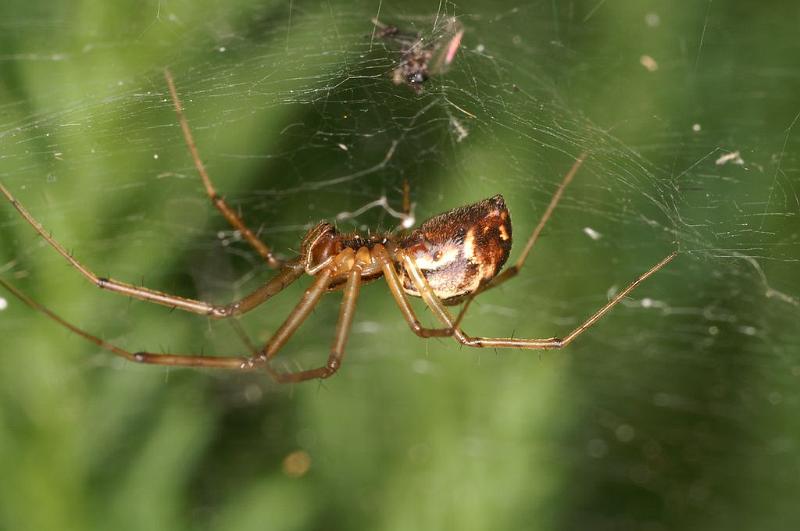 Linyphia_triangularis_D5948_Z_88_Royan_Frankrijk.jpg