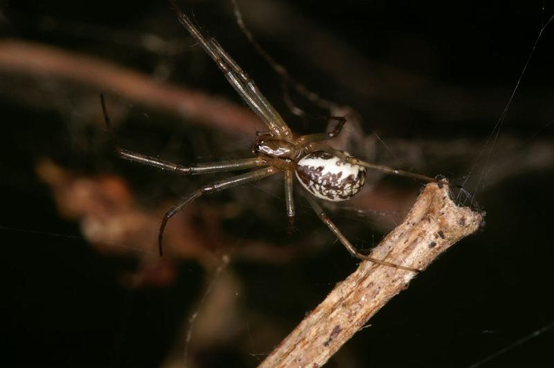 Linyphia_triangularis_D6990_Z_86_Waterleidingduinen_Nederland.jpg