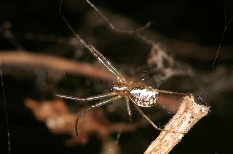 Linyphia_triangularis_D6991_Z_87_Waterleidingduinen_Nederland.jpg