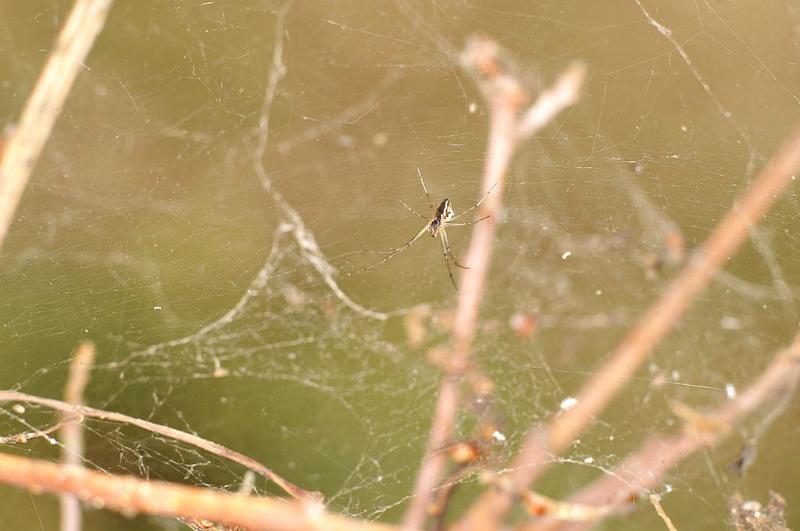 Linyphia_triangularis_D6992_Z_87_Waterleidingduinen_Nederland.jpg
