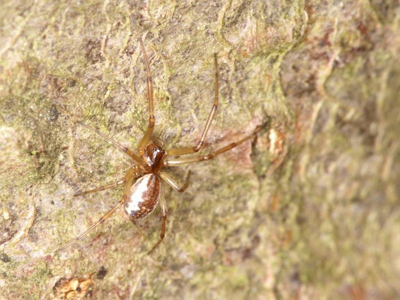 Neriene_peltata_D5603_Z_88_Prattenburg_Nederland.jpg