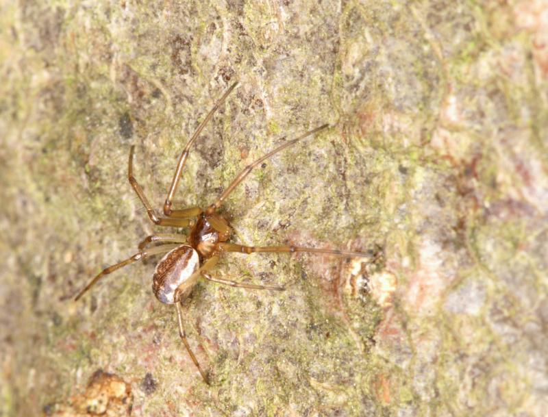 Neriene_peltata_D5604_Z_88_Prattenburg_Nederland.jpg