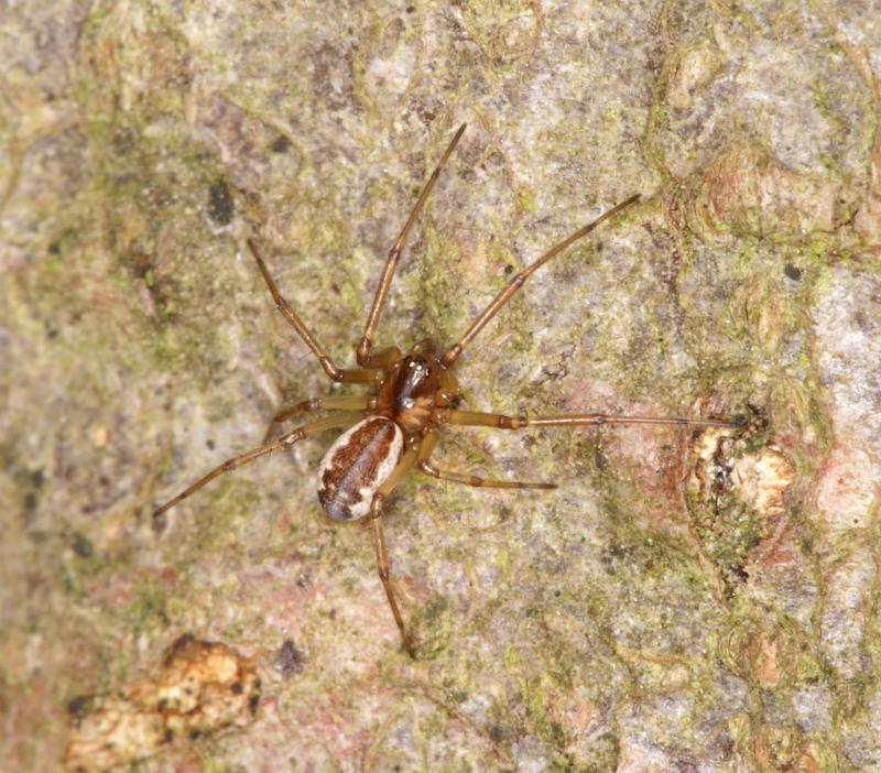 Neriene_peltata_D5606_Z_90_Prattenburg_Nederland.jpg