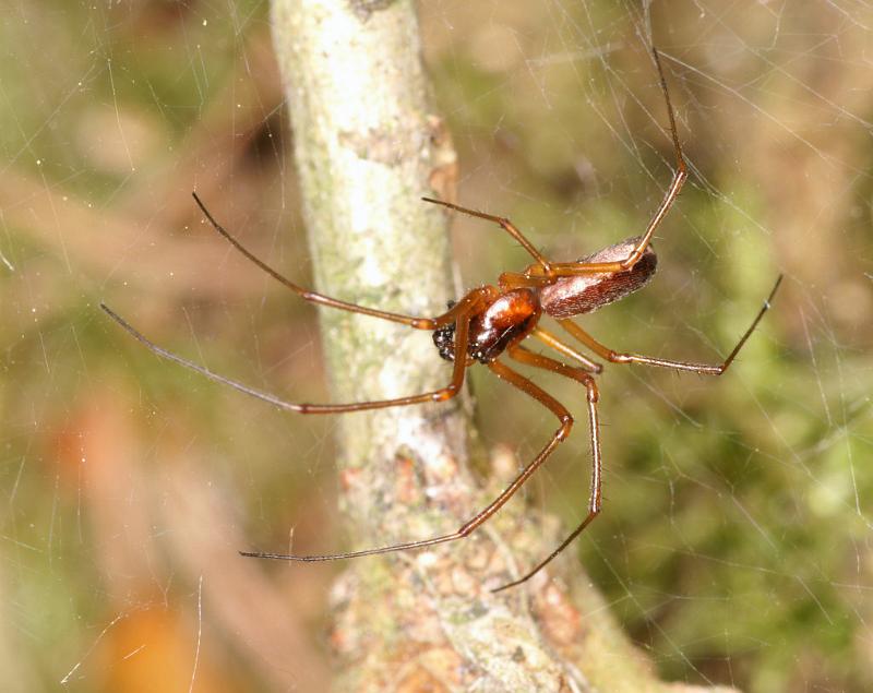 Neriene_peltata_D6020_Z_88_Dalsteeg_Nederland.jpg