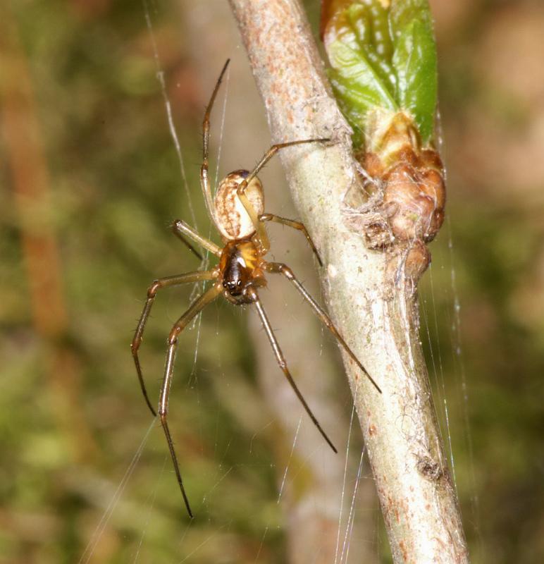 Neriene_peltata_D6021_Z_88_Dalsteeg_Nederland.jpg