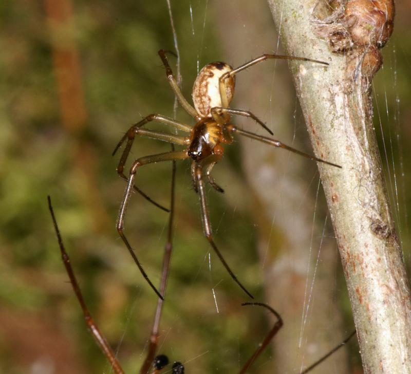 Neriene_peltata_D6022_Z_88_Dalsteeg_Nederland.jpg