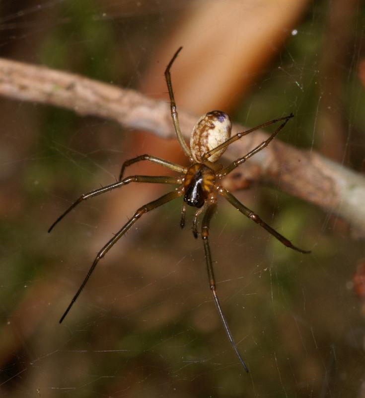 Neriene_peltata_D6023_Z_90_Dalsteeg_Nederland.jpg