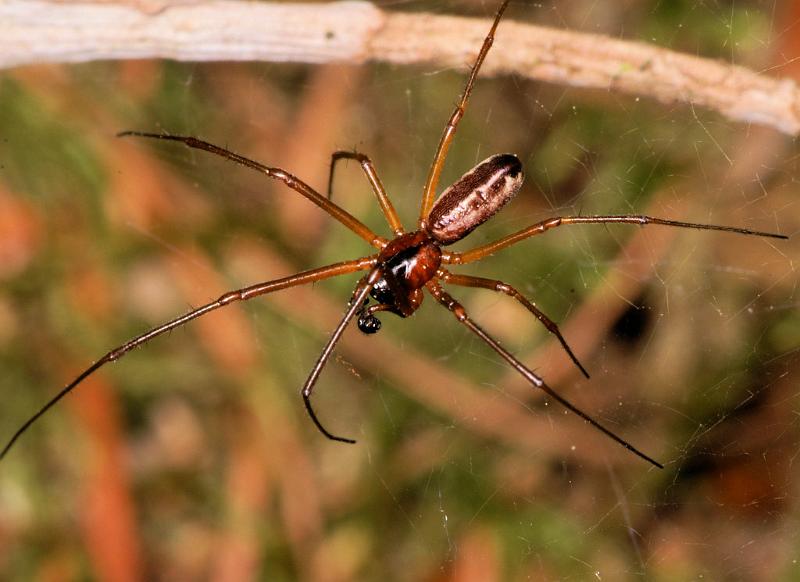 Neriene_peltata_D6025_Z_89_Dalsteeg_Nederland.jpg