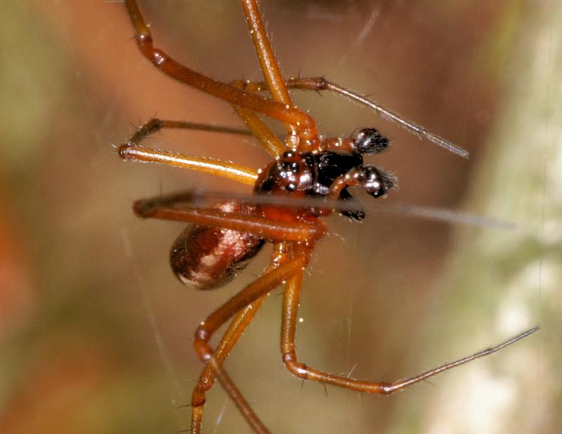 Neriene_peltata_D6026_Z_88_Dalsteeg_Nederland.jpg