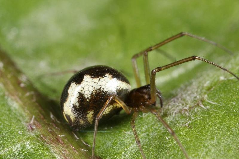 Neriene_peltata_D7467_Z_88_Badhoevedorp_Nederland.jpg