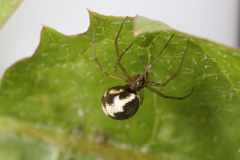 Neriene_peltata_D7472_Z_88_Badhoevedorp_Nederland.jpg