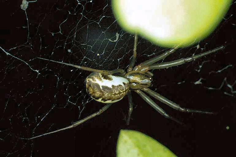 Pityohyphantes_phrygianus_P0313_Z_90_Waterleidingduinen_Nederland.jpg