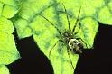 Drapetisca_socialis_P0372_Z_90_Waterleidingduinen_Nederland