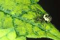 Drapetisca_socialis_P0373_Z_85_Waterleidingduinen_Nederland