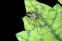 Drapetisca_socialis_P0374_Z_90_Waterleidingduinen_Nederland