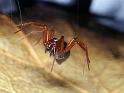 Hypselistes_jacksoni_D4659_Z_88_Waterleidingduinen_Nederland
