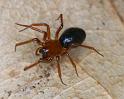 Hypselistes_jacksoni_D4660_Z_88_Waterleidingduinen_Nederland