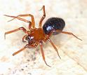 Hypselistes_jacksoni_D4661_Z_88_Waterleidingduinen_Nederland