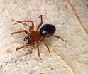 Hypselistes_jacksoni_D4662_Z_88_Waterleidingduinen_Nederland