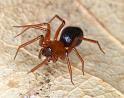 Hypselistes_jacksoni_D4663_Z_88_Waterleidingduinen_Nederland