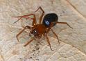 Hypselistes_jacksoni_D4664_Z_88_Waterleidingduinen_Nederland