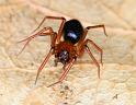 Hypselistes_jacksoni_D4665_Z_88_Waterleidingduinen_Nederland