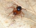 Hypselistes_jacksoni_D4666_Z_88_Waterleidingduinen_Nederland