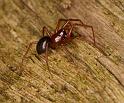 Hypselistes_jacksoni_D5620_Z_89_Prattenburg_Nederland