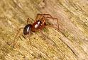 Hypselistes_jacksoni_D5621_Z_88_Prattenburg_Nederland