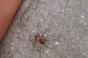 Lepthyphantes_ZZXYX_D5853_Z_82_Badhoevedorp_Nederland
