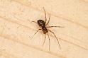 Lepthyphantes_minutus_D5840_D_88_Badhoevedorp_Nederland