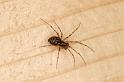 Lepthyphantes_minutus_D5841_D_88_Badhoevedorp_Nederland