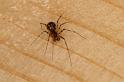 Lepthyphantes_minutus_D5842_D_88_Badhoevedorp_Nederland