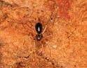 Leptothrix_hardyi_D5624_Z_89_Prattenburg_Nederland