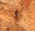 Leptothrix_hardyi_D5625_Z_90_Prattenburg_Nederland