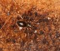 Leptothrix_hardyi_D5626_Z_88_Prattenburg_Nederland