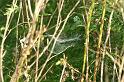 Linyphia_ZZXYX_D7641_Z_85_Oeverlanden_Nederland