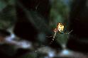 Linyphia_ZZXYX_F0592_Z_76_Carnavon_Australie